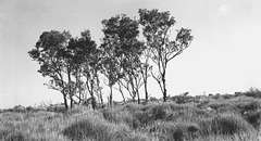 Gum-barked Coolabah (Eucalyptus intertexta).