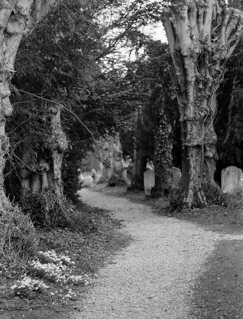 Graveyard snowdrops