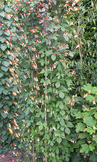 Mina lobata