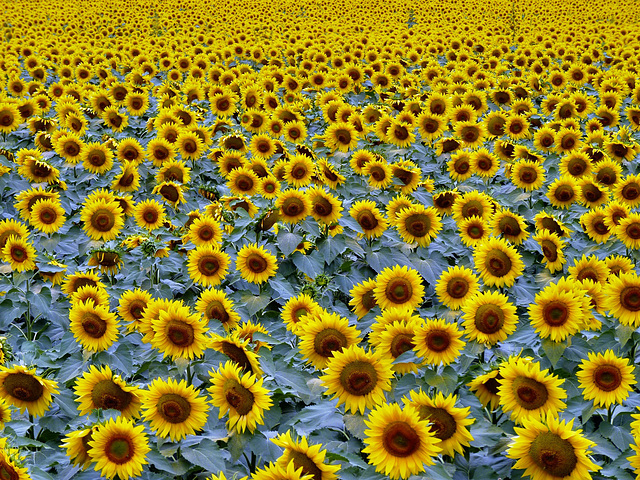 Near L'Isle-Jourdain - Sunflowers!