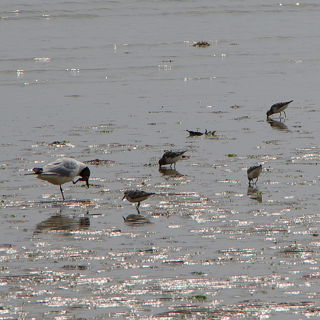 Sanderlings ignoring a black-headed gull picking its nose