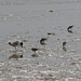 Sanderlings ignoring a black-headed gull picking its nose