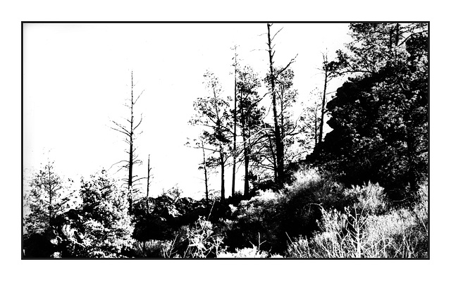 Native Pines (Callitris glaucophylla) in silhouette