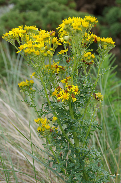 ragwort