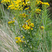 ragwort