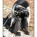 Colobus With Twig