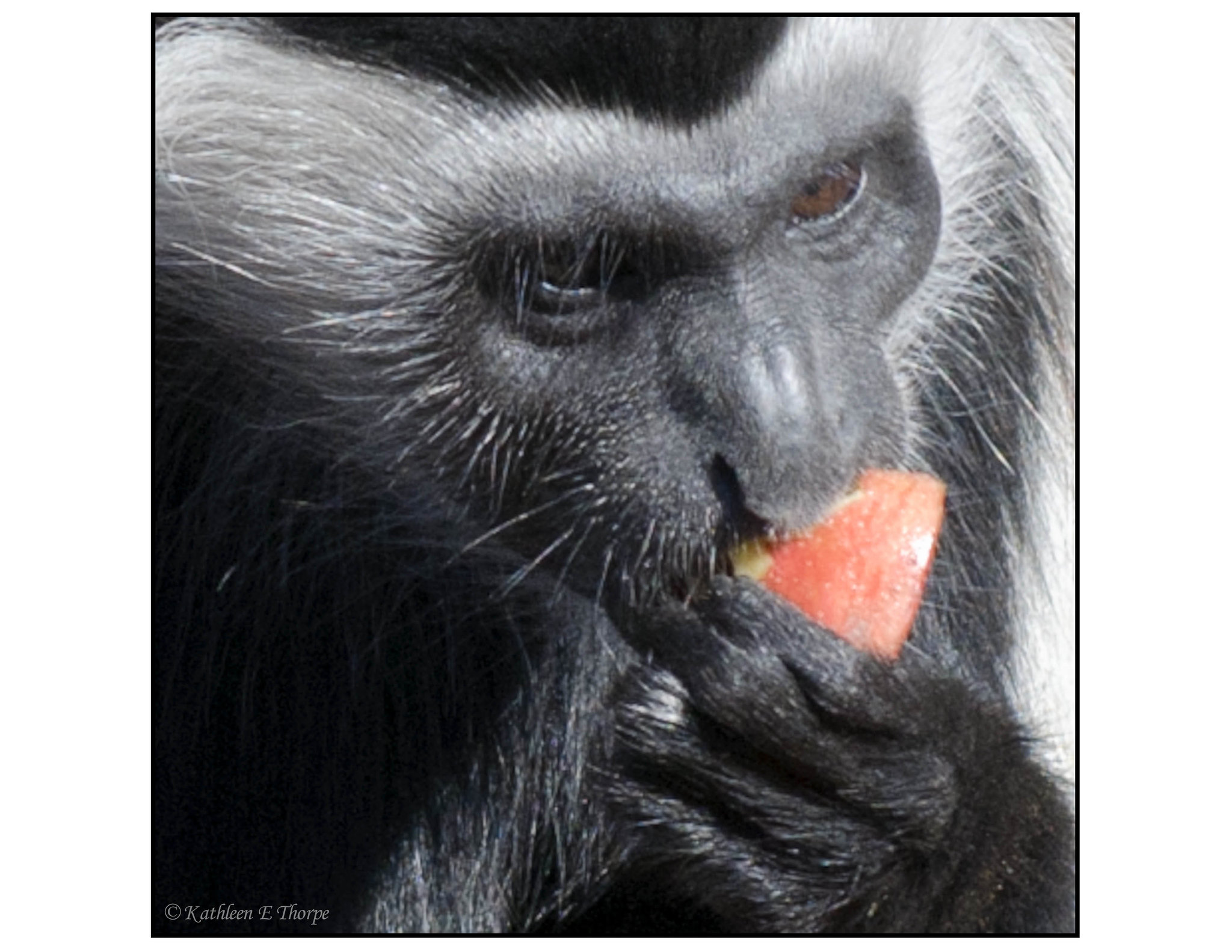 Colobus With Fruit Close-up