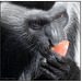 Colobus With Fruit Close-up