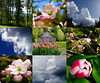 Springtime Collage