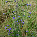 bugloss