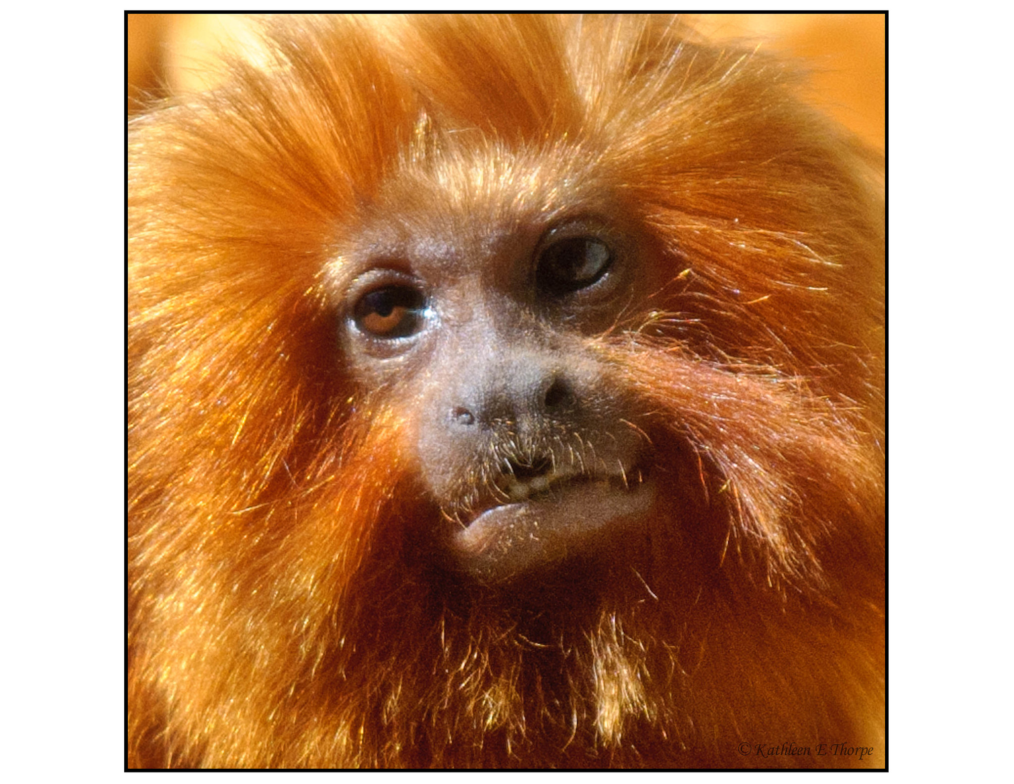 Golden Lion Tamarin 001