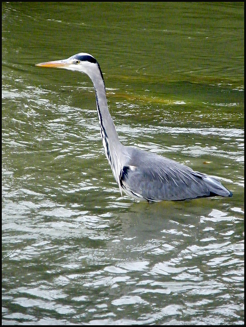 heron up to his armpits