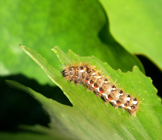 the very hungry caterpillar