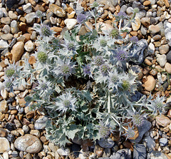 Sea holly