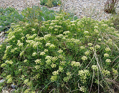 Samphire