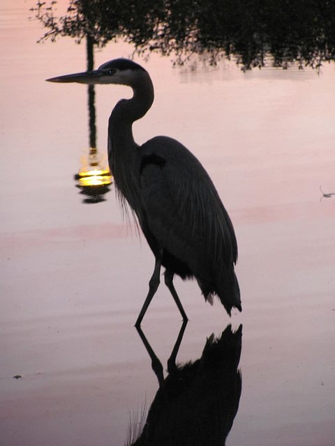 Heron At The Park