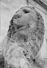 Stone lion