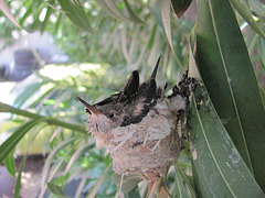 Crowded Nest