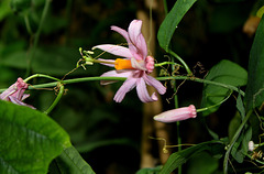 Passiflora tulae