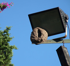 Nest of an Oven Bird