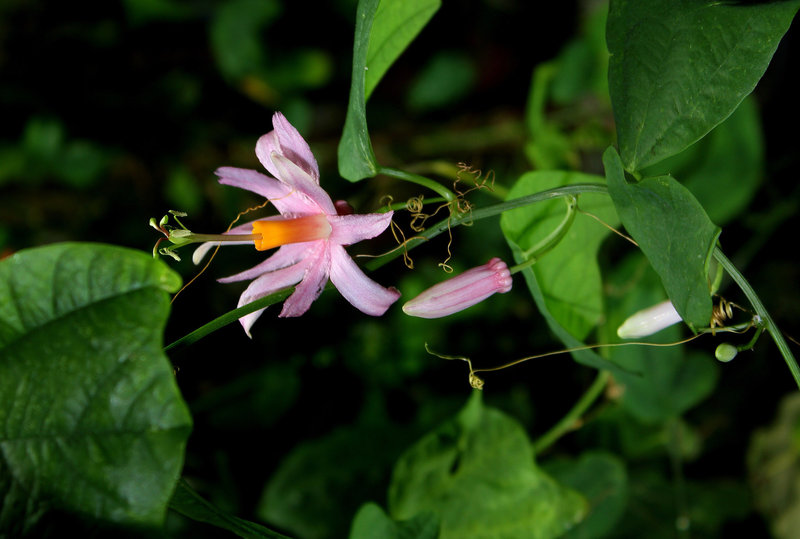 Passiflora tulae (2)