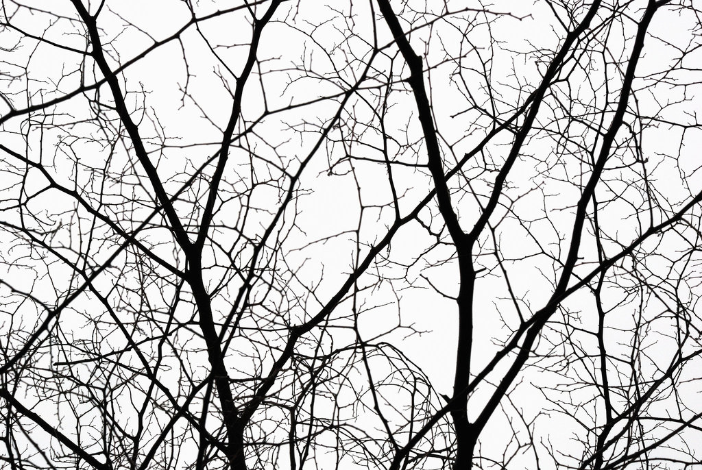 Branches