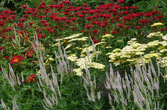 Red bergamot, cream achillea, red day-lily, white veronicastrum