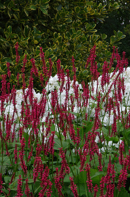 Variegated holly, white phlox, red knotgrass