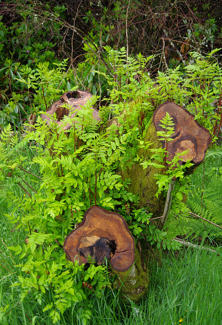 Rowan stump