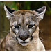 Florida Panther