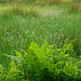 wet ferns, grasses, reeds