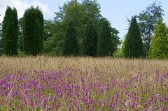 Betony meadow, pinetum