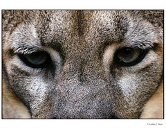 Florida Panther Eyes