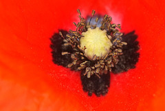 Coeur de Coquelicot