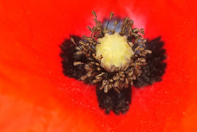 Coeur de Coquelicot