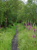 foxglove walk