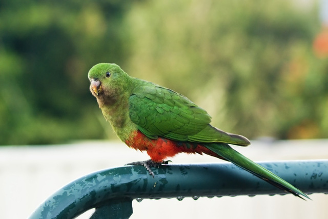 Immature King Parrot