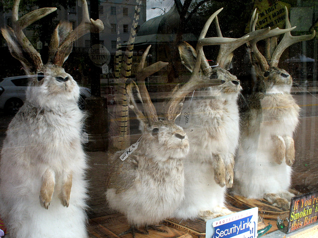 4 Jackalopes