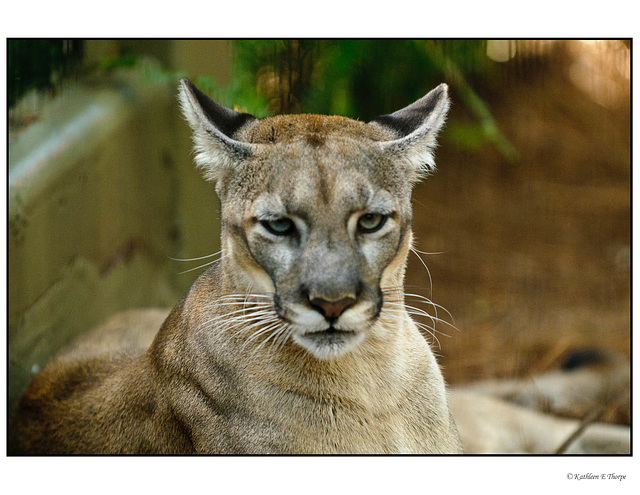 Florida Panther 2