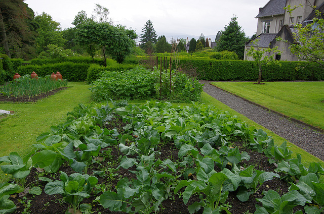 veg garden