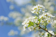 Fleurs de printemps - côte d'Oulins - Eure-et-Loir