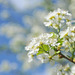 Fleurs de printemps - côte d'Oulins - Eure-et-Loir