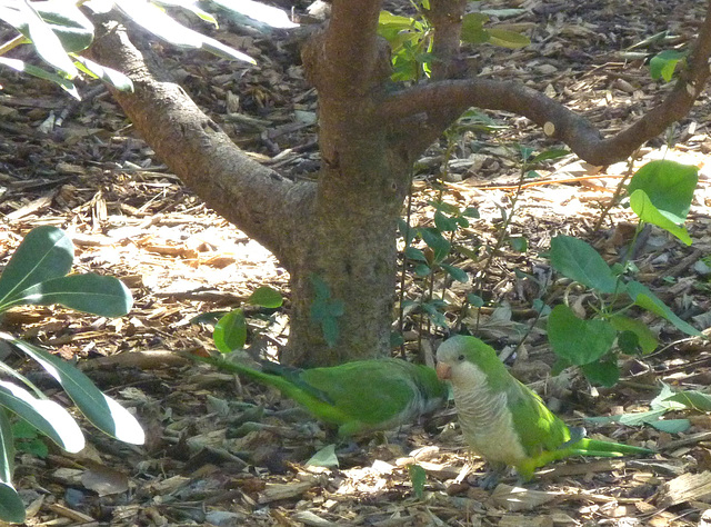 Monk Parakeets