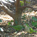 Monk Parakeets