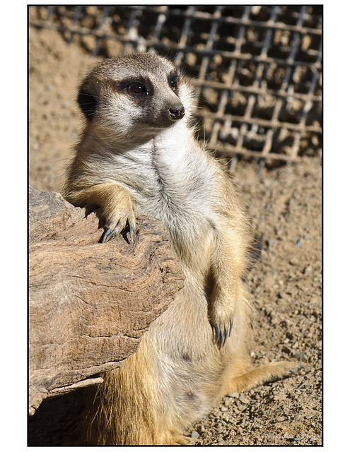 Meerkat "Kool Kat"