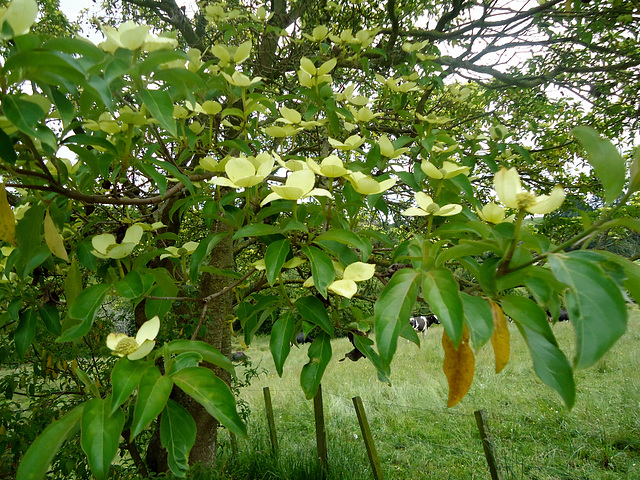 Lovely blossoms