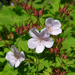 veined geraniums