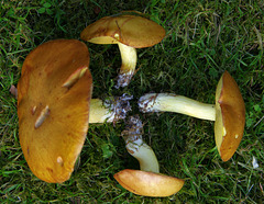 June fungi