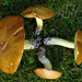 June fungi