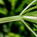 Galium aparine - Gratteron (6)